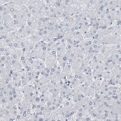 Peptide YY Antibody, Novus Biologicals:Antibodies:Primary Antibodies