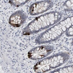 Peptide YY Antibody, Novus Biologicals:Antibodies:Primary Antibodies