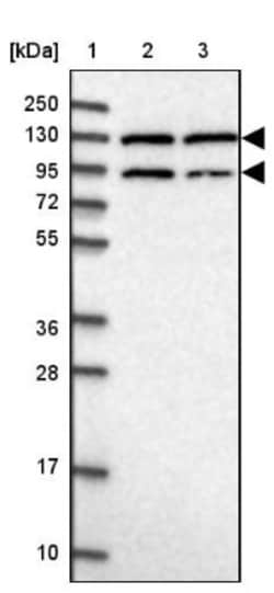 Peptidylglycine alpha-Amidating Monooxygenase/PAM Antibody, Novus Biologicals:Antibodies:Primary