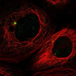 Pericentrin Antibody, Novus Biologicals:Antibodies:Primary Antibodies