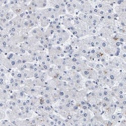 Pericentrin Antibody, Novus Biologicals:Antibodies:Primary Antibodies