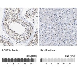 Pericentrin Antibody, Novus Biologicals:Antibodies:Primary Antibodies