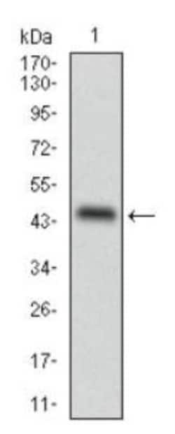 Perilipin-2/ADFP Antibody (2C5A3), Novus Biologicals 0.025mL; Unlabeled:Antibodies,