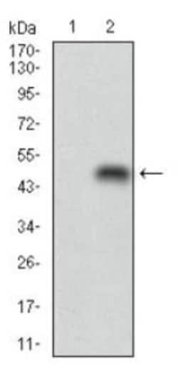 Perilipin-2/ADFP Antibody (2C5A3), Novus Biologicals 0.025mL; Unlabeled:Antibodies,
