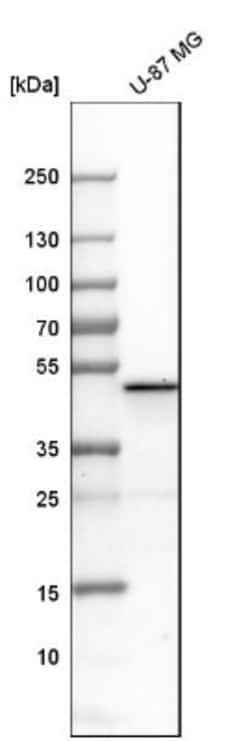 Perilipin-3/TIP47 Antibody, Novus Biologicals 0.1mL; Unlabeled:Antibodies,