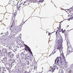 Perilipin-4 Antibody, Novus Biologicals 0.1mL; Unlabeled:Antibodies, Polyclonal