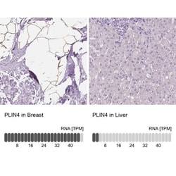 Perilipin-4 Antibody, Novus Biologicals 0.1mL; Unlabeled:Antibodies, Polyclonal