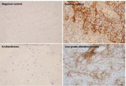 Periostin/OSF-2 Antibody (OTI2B2), Novus Biologicals 0.1mL; Unlabeled:Antibodies,