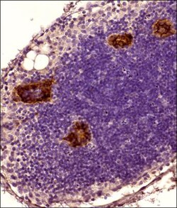 Peripheral Node Addressin Antibody (MECA-79) - Non-Recombinant Monoclonal,