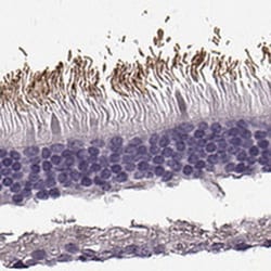 Peripherin 2/PRPH2 Antibody, Novus Biologicals 0.1mL; Unlabeled:Antibodies,