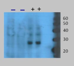 Peroxiredoxin, bacteria-like protein Antibody (V71) - BSA Free, Novus Biologicals