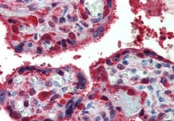 Peroxiredoxin 1 Antibody, Novus Biologicals 0.1 mg | Buy Online | Novus Biologicals | Fisher Scientific