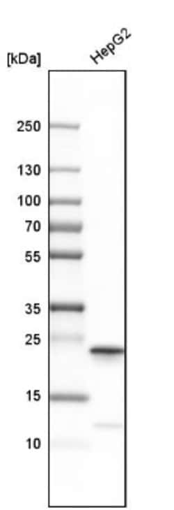 Peroxiredoxin 1 Antibody, Novus Biologicals 0.1mL; Unlabeled:Antibodies,
