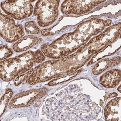 Peroxiredoxin 3 Antibody, Novus Biologicals:Antibodies:Primary Antibodies