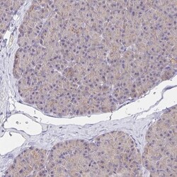 Peroxiredoxin 3 Antibody, Novus Biologicals:Antibodies:Primary Antibodies