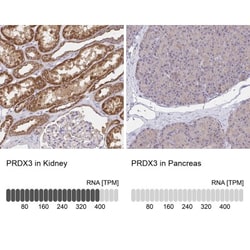 Peroxiredoxin 3 Antibody, Novus Biologicals:Antibodies:Primary Antibodies