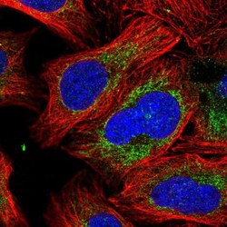 Peroxiredoxin 5 Antibody, Novus Biologicals 0.1mL; Unlabeled:Antibodies,