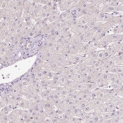 Peroxiredoxin 5 Antibody, Novus Biologicals 0.1mL; Unlabeled:Antibodies,