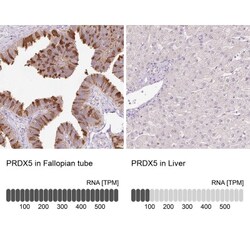 Peroxiredoxin 5 Antibody, Novus Biologicals 0.1mL; Unlabeled:Antibodies,