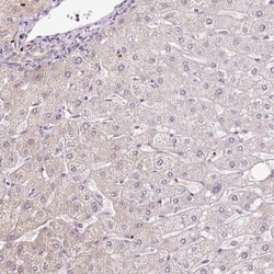 Peroxiredoxin 5 Antibody, Novus Biologicals 0.1mL; Unlabeled:Antibodies,