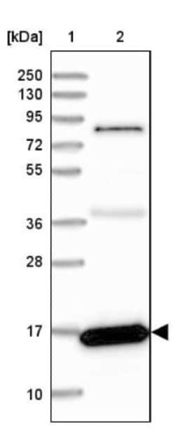 Peroxiredoxin 5 Antibody, Novus Biologicals 0.1mL; Unlabeled:Antibodies,