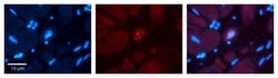 Phospholipid Scramblase 1/PLSCR1 Antibody, Novus Biologicals:Antibodies:Primary