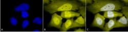 Phosphoserine Antibody, Novus Biologicals:Antibodies:Primary Antibodies