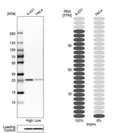 Phosphoserine phosphatase Antibody, Novus Biologicals 0.1mL; Unlabeled:Antibodies,