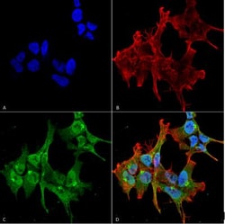 Piccolo Antibody (6H9-B6), Novus Biologicals 0.025mg; Unlabeled:Antibodies,