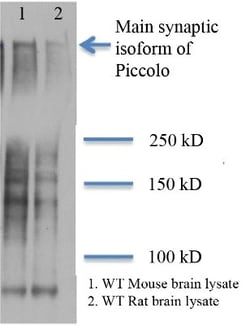 Piccolo Antibody (6H9-B6), Novus Biologicals 0.025mg; Unlabeled:Antibodies,