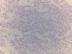 Novus Biologicals Pineal Gland Tissue Slides (Adult Normal)- Paraffin 5 Slides | Buy Online | Novus Biologicals&trade; | Fisher Scientific