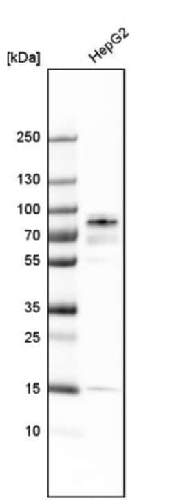 Pinin Antibody, Novus Biologicals:Antibodies:Primary Antibodies