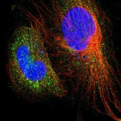 Pirin Antibody, Novus Biologicals 25 &mu;L; Unlabeled:Antibodies, Polyclonal