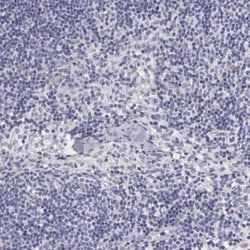 Pirin Antibody, Novus Biologicals 25 &mu;L; Unlabeled:Antibodies, Polyclonal