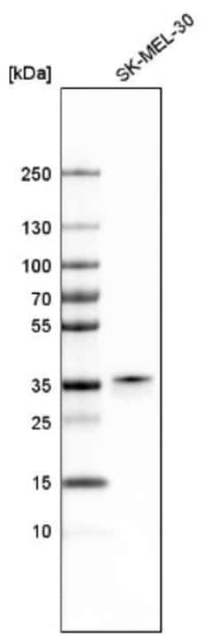 Pirin Antibody, Novus Biologicals 25 &mu;L; Unlabeled:Antibodies, Polyclonal