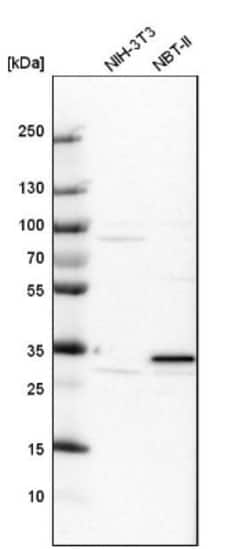 Pirin Antibody, Novus Biologicals 25 &mu;L; Unlabeled:Antibodies, Polyclonal