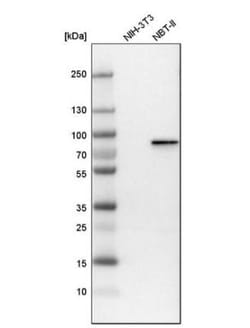 Plakophilin 1 Antibody, Novus Biologicals:Antibodies:Primary Antibodies