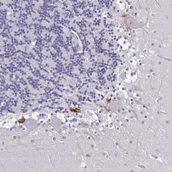Plexin A4 Antibody, Novus Biologicals 0.1mL; Unlabeled:Antibodies, Polyclonal