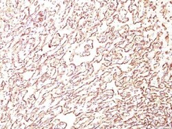 Podocalyxin Like Antibody (4F10), Novus Biologicals 0.2mg; Unlabeled:Antibodies,