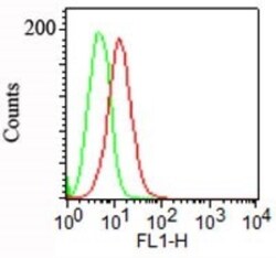 Podocalyxin Like Antibody (3D3), Novus Biologicals:Antibodies:Primary Antibodies