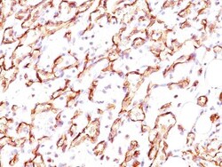 Podocalyxin Like Antibody (3D3), Novus Biologicals:Antibodies:Primary Antibodies