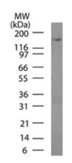 Podocalyxin Like Antibody (3D3), Novus Biologicals:Antibodies:Primary Antibodies