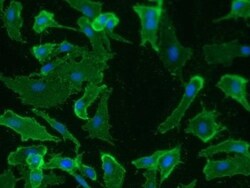 Podoplanin Antibody (18H5) - Azide and BSA Free, Novus Biologicals 0.1