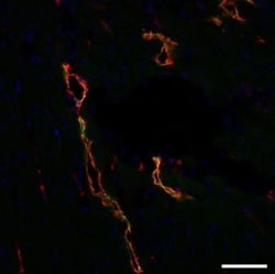 Podoplanin Antibody (LF3/B7/D5B27) - Azide and BSA Free, Novus Biologicals:Antibodies:Primary