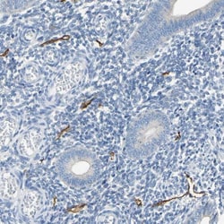 Podoplanin Antibody, Novus Biologicals:Antibodies:Primary Antibodies