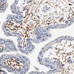 Podoplanin Antibody, Novus Biologicals:Antibodies:Primary Antibodies