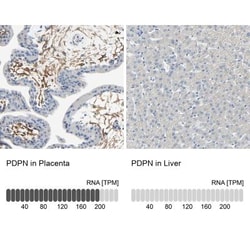 Podoplanin Antibody, Novus Biologicals:Antibodies:Primary Antibodies