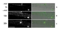 Novus Biologicals™ pSIVA Apoptosis Detection Kit