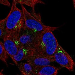 Pref-1/DLK1/FA1 Antibody, Novus Biologicals 25 &mu;L, Unlabeled:Antibodies,
