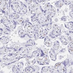 Pref-1/DLK1/FA1 Antibody, Novus Biologicals 25 &mu;L, Unlabeled:Antibodies,